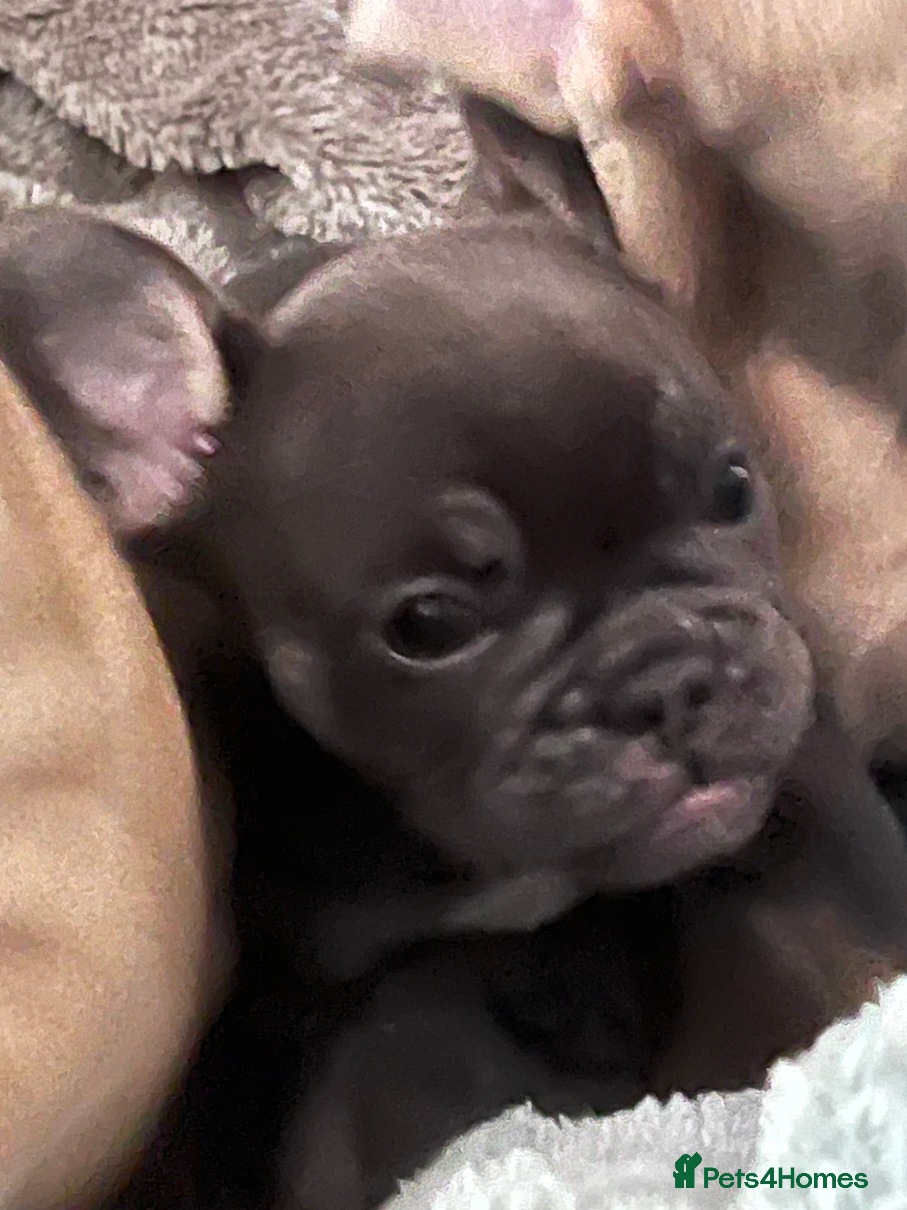 Mixed Breed dogs One beautiful blue and tan girl left £700 - Advert 2