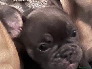 Mixed Breed dogs One beautiful blue and tan girl left £700 - Advert 13