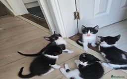 Mixed Breed cats for sale: Kittens - Image 2