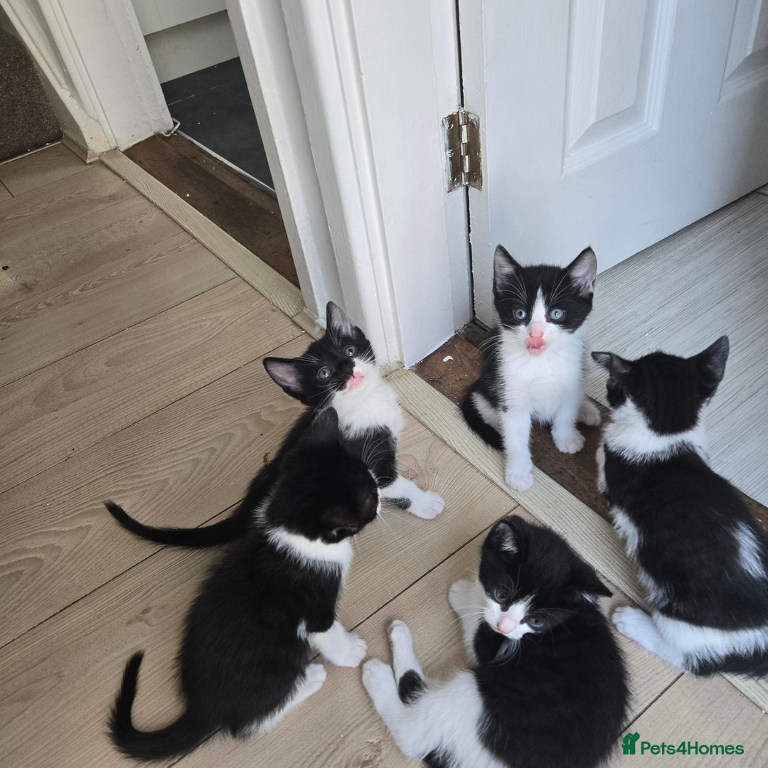 Mixed Breed cats for sale: Kittens - Image 2