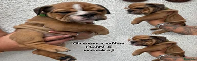 Green collar 