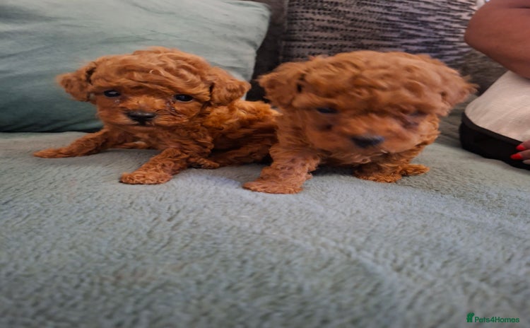 Toy Poodle dogs - Advert 10
