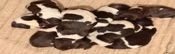 English Springer Spaniel dogs for sale: Traditional Kc Reg English Springer Spaniel Pups.. - Advert 9
