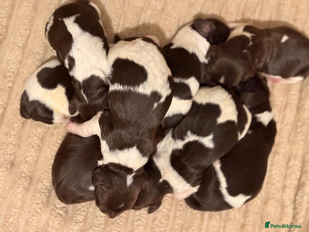 English Springer Spaniel dogs for sale: Traditional Kc Reg English Springer Spaniel Pups.. - Advert 9