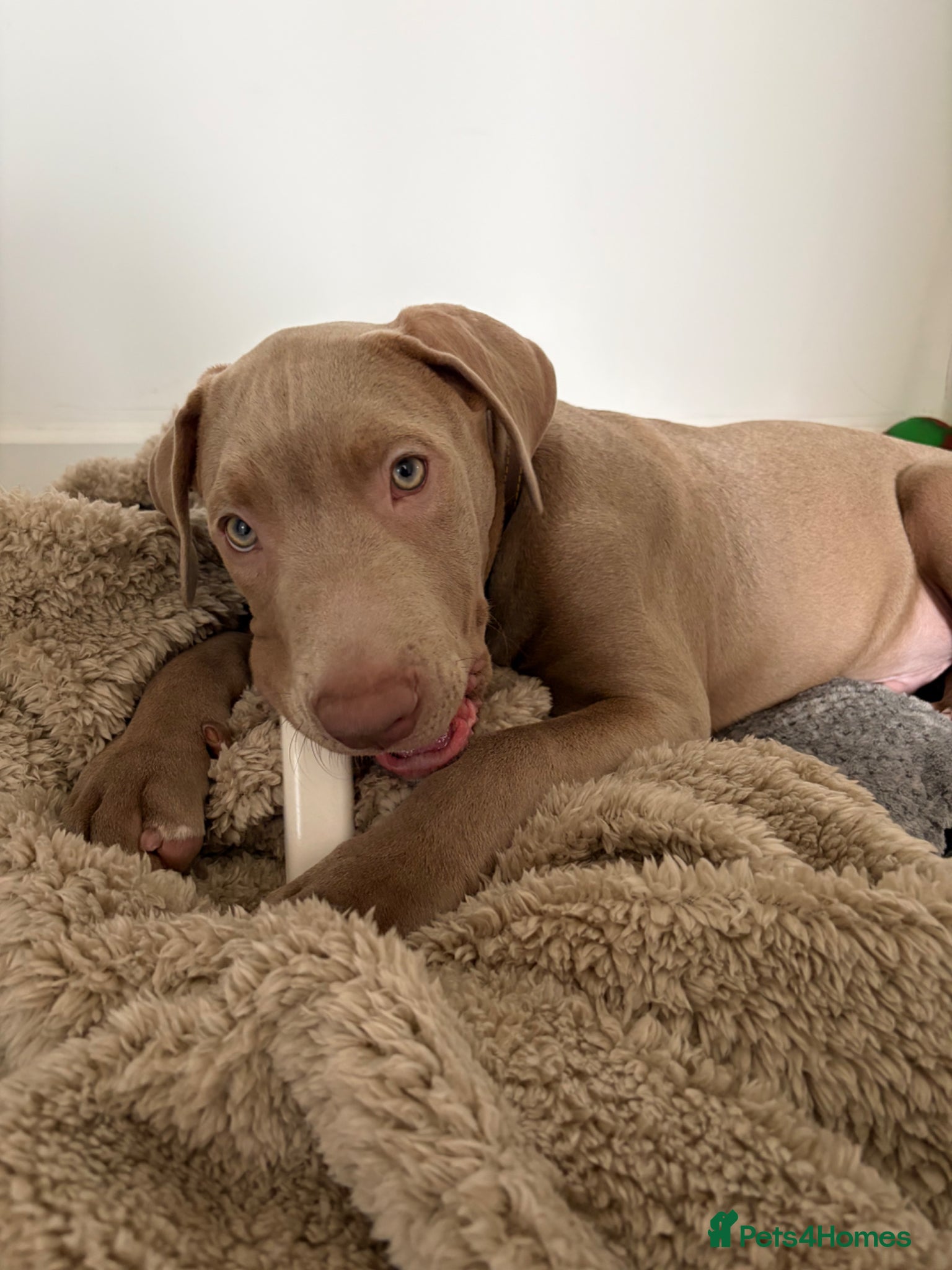 Staffordshire Bull Terrier dogs 16 week old merle staffy cross  - Advert 10