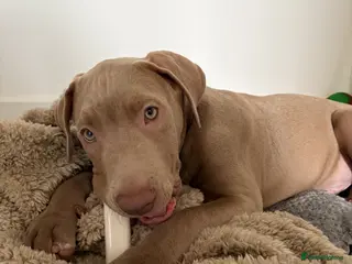 Staffordshire Bull Terrier dogs 16 week old merle staffy cross - Advert 1