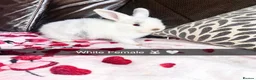 Mini Lop rabbits for sale: 🐰 ADORABLE MINI LOP BABY BUNNIES FOR SALE 🐰 in Whitchurch - Advert 2