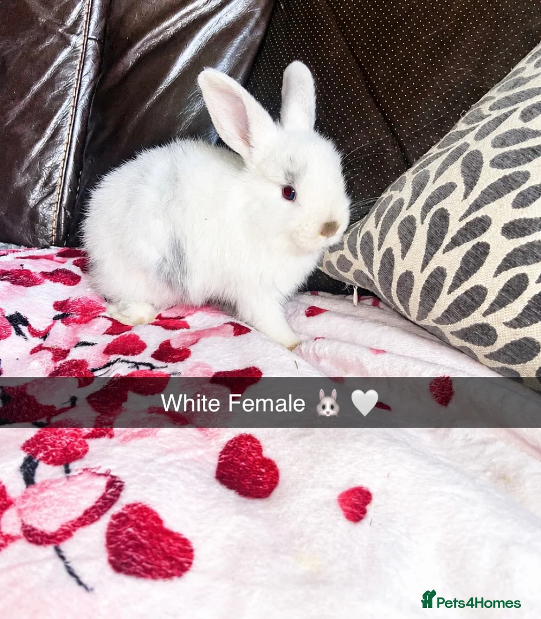 Mini Lop rabbits for sale: 🐰 ADORABLE MINI LOP BABY BUNNIES FOR SALE 🐰 in Whitchurch - Advert 2