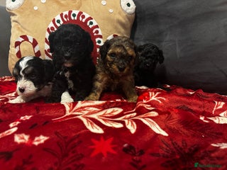 Cavapoochon dogs 🐶Exceptional cavapoochon pup's🐶 - Advert 16