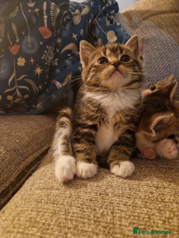 Mixed Breed cats 4 beautiful kittens available Saturday 22nd - Advert 2