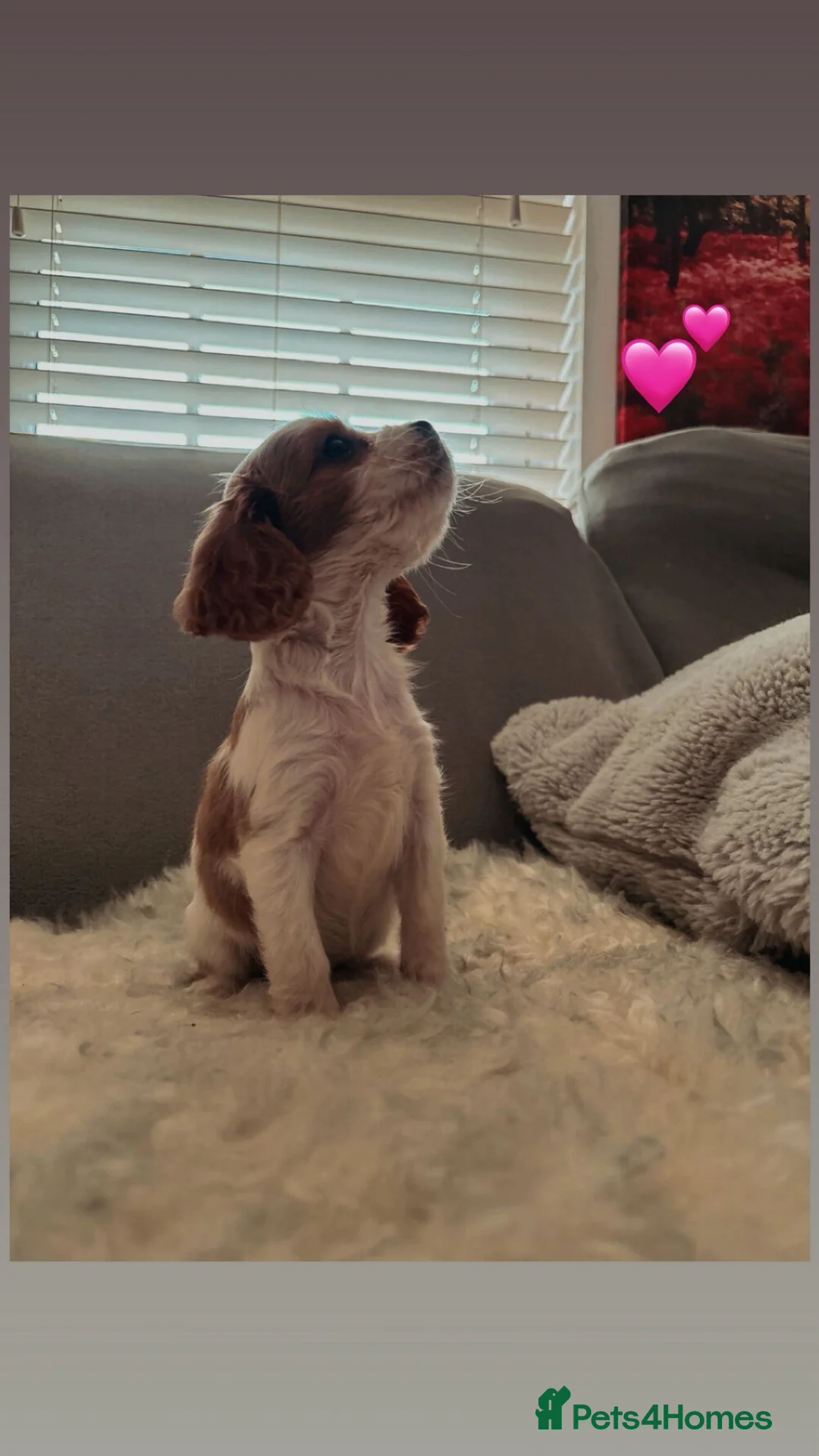 Mixed Breed dogs for sale: Cocker Puppies - Advert 4