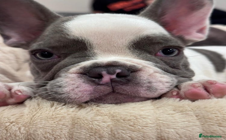 French Bulldog dogs - Advert 12