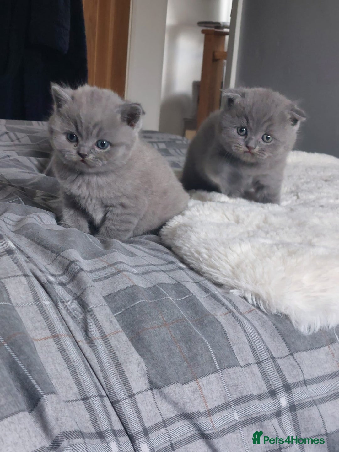 Scottish Fold cats for sale: **AVAILABLE NOW** Scottish fold kittens  - Image 3