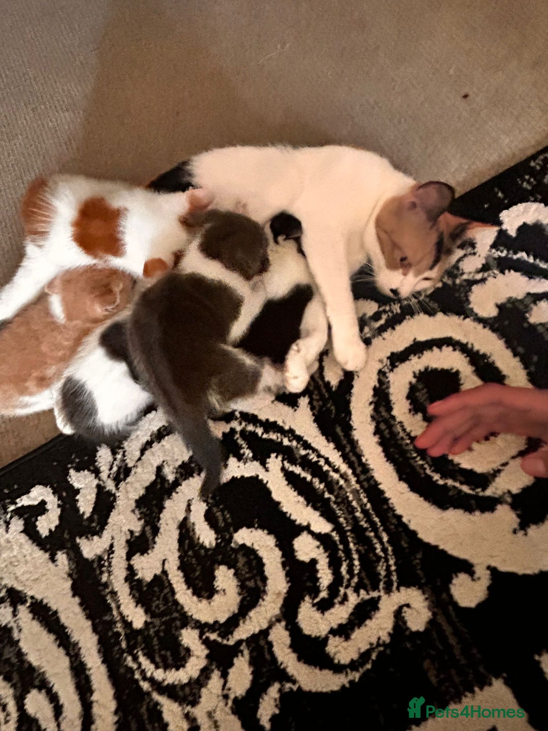 Mixed Breed cats for sale: Beautiful kittens for sale - Image 6