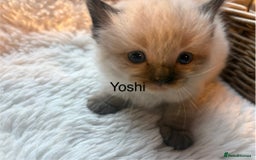 Ragdoll cats for sale: TICA Pedigree Ragdolls 💎✨ - Image 13