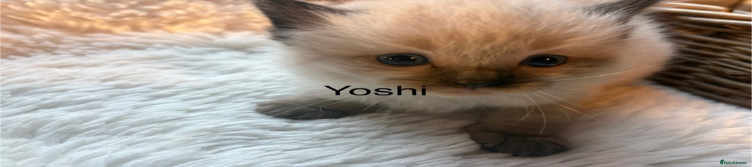Yoshi