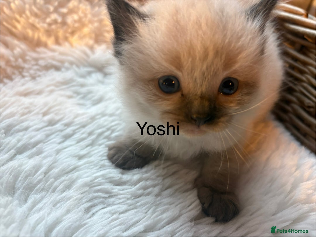 Ragdoll cats for sale: TICA Pedigree Ragdolls 💎✨ - Image 13