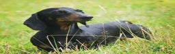 Miniature Dachshund dogs for stud: Kc reg IVDD screened pra clear mini smooth  in Newton Abbot - Advert 28
