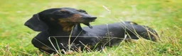 Miniature Dachshund dogs for stud: Kc reg IVDD screened pra clear mini smooth  in Newton Abbot - Advert 28