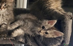 Maine Coon cats for sale: HIGH SILVER EHITE  GIRL ✨TICA REG BREEDER - Image 8