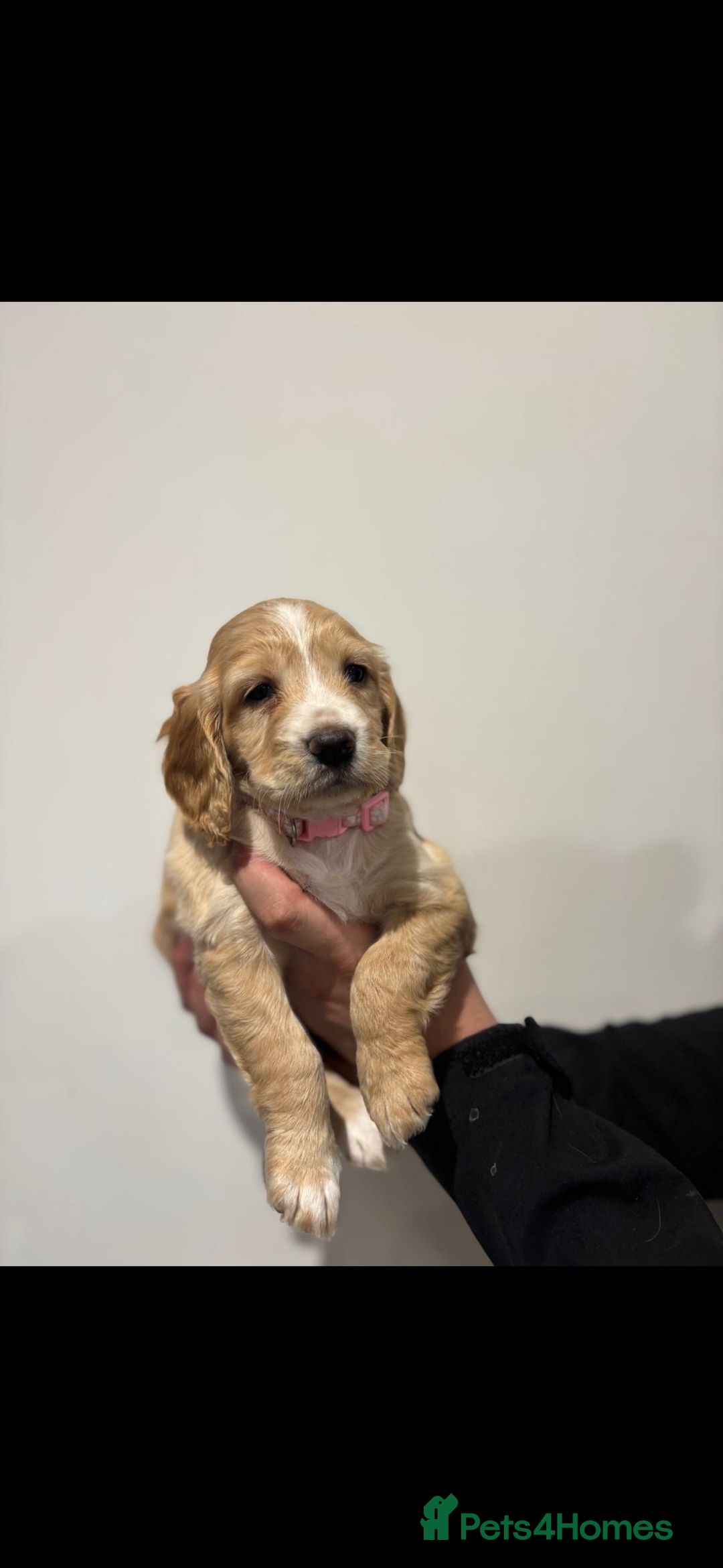 Cocker Spaniel dogs for sale: 5 gorgeous cocker spaniel puppies - Image 28