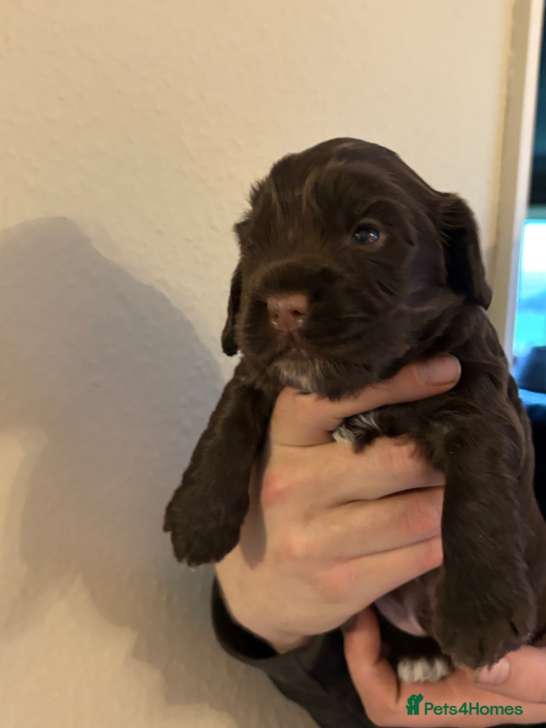 Cockapoo dogs for sale: Gorgeous Cockapoo Puppies - Advert 3