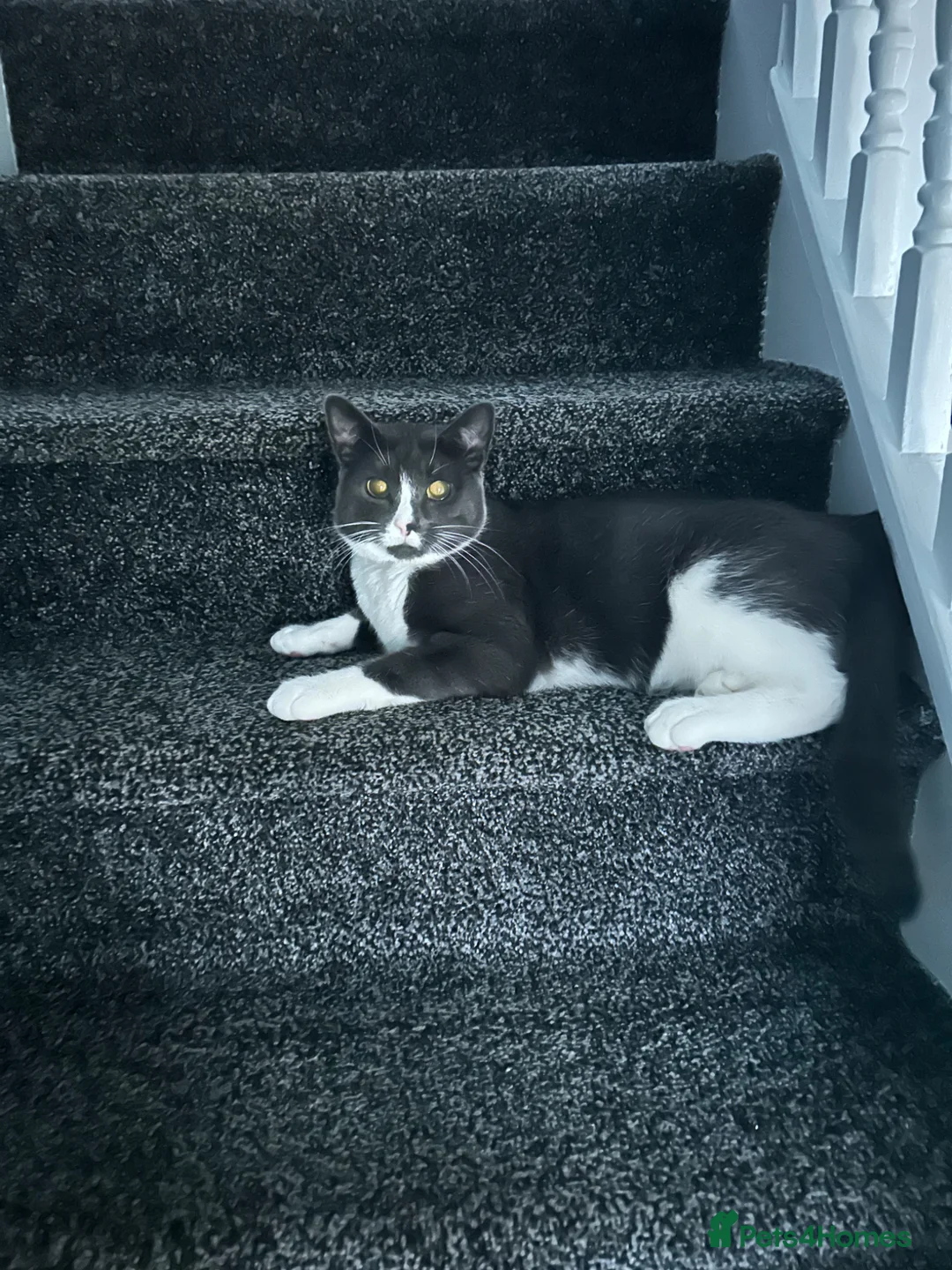 British Shorthair cats for sale: Grey and white siblings must go together  in Mexborough - Advert 2