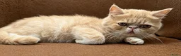 Exotic cats for sale: STUNNING EXOTIC SHORTHAIR MALE  - Advert 7