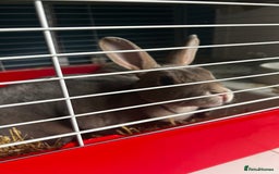 Rex rabbits for sale: Female rex cross bunny  - Image 4