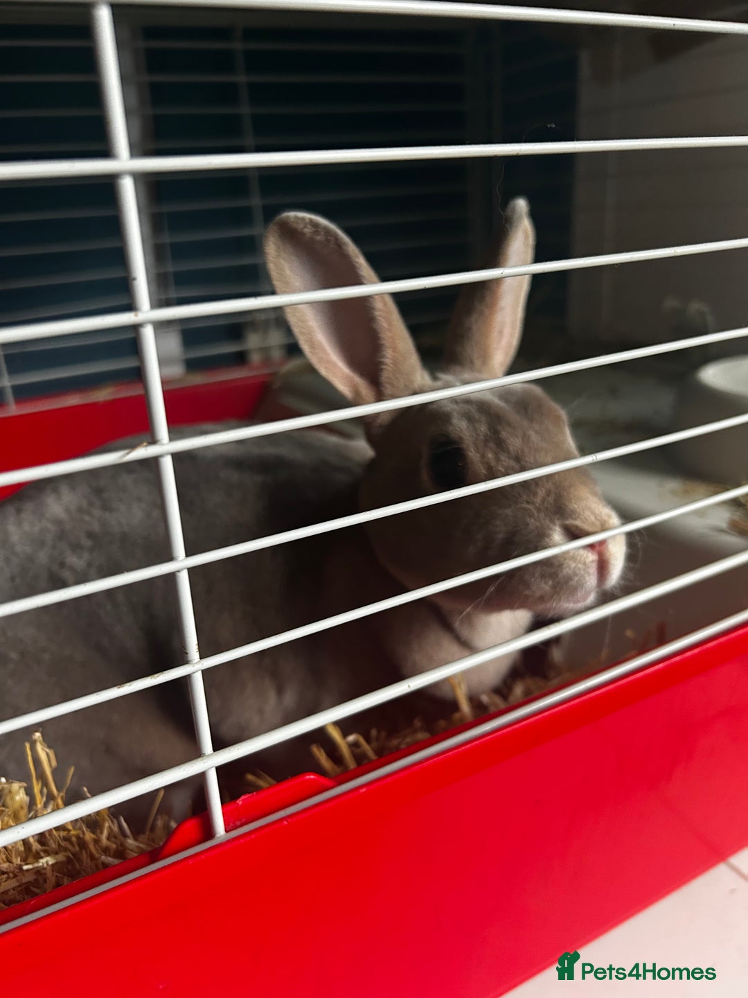 Rex rabbits for sale: Female rex cross bunny  - Image 4