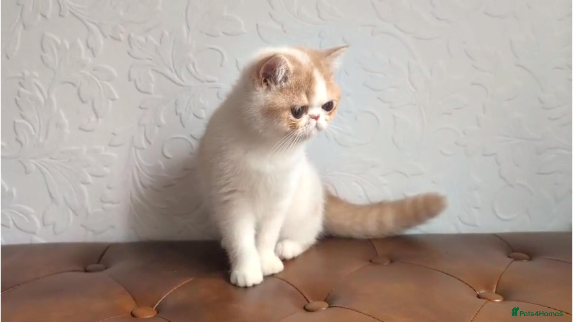 Persian cats Persian Kitten - Advert 1