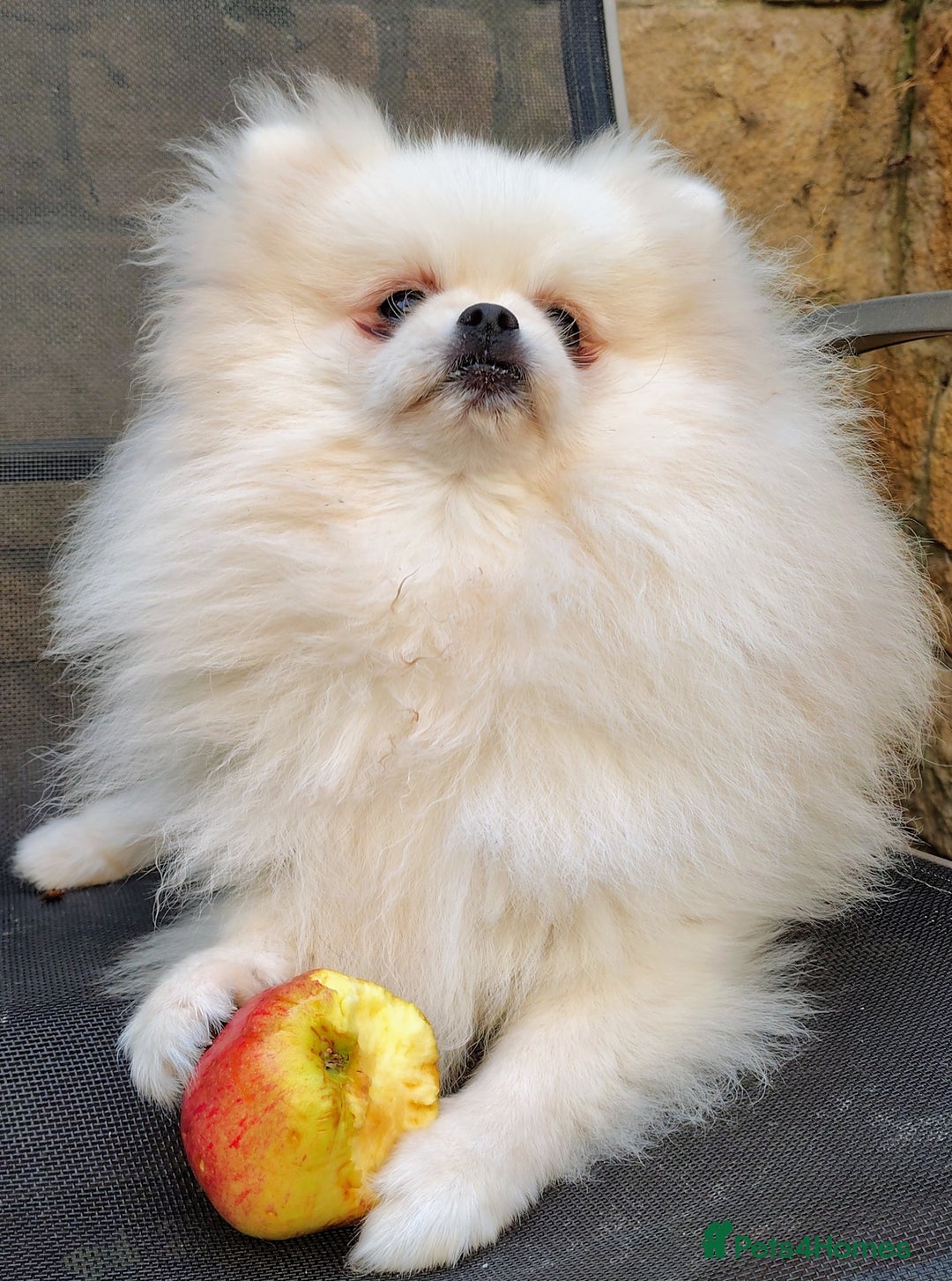 Pomeranian dogs for sale: Purebred Pomeranian Puppy male KC Reg - Image 7