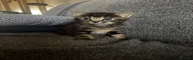 Tabby girl