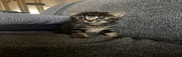 Mixed Breed cats for sale: 3 beautiful kittens - Advert 2