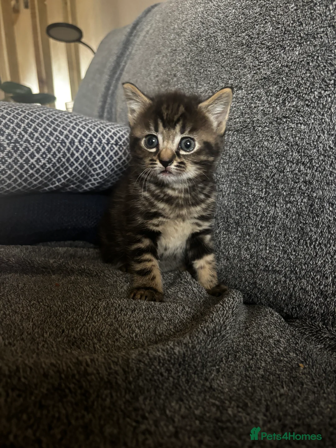 Mixed Breed cats for sale: 3 beautiful kittens - Advert 2