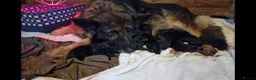 German Shepherd dogs for sale: German shepherd puppies  - Advert 1