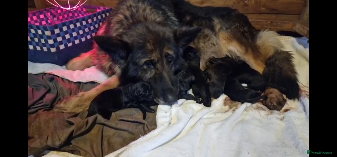 German Shepherd dogs for sale: German shepherd puppies  - Advert 1