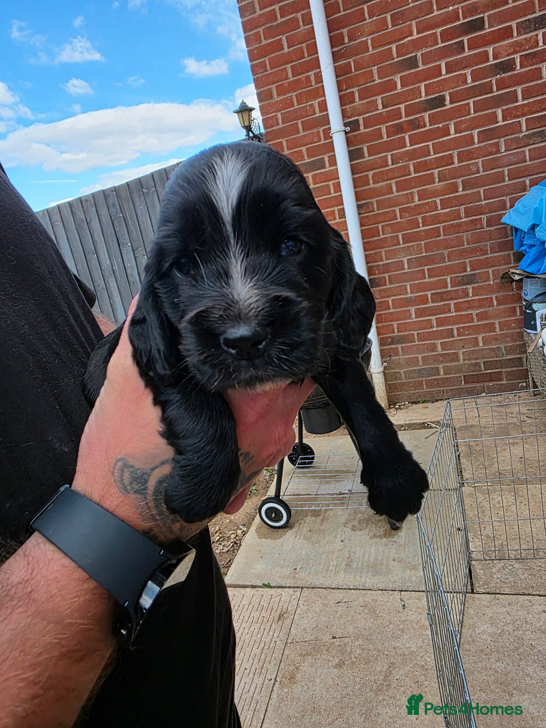 Cocker Spaniel dogs for sale: Cocker Spaniel puppies for sale - Image 7