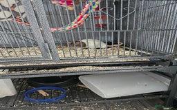 Rat rodents for sale: 3 male rats free to experienced home - Image 3