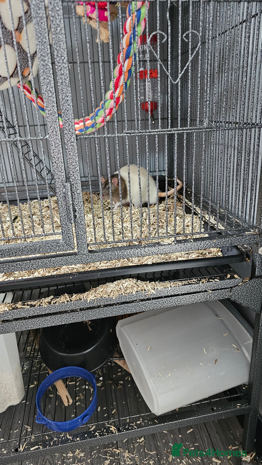 Rat rodents for sale: 3 male rats free to experienced home - Image 3