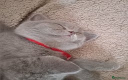 British Shorthair cats for sale: BRITISH SHORT HAIR KITTENS  in Gloucester - Image 12