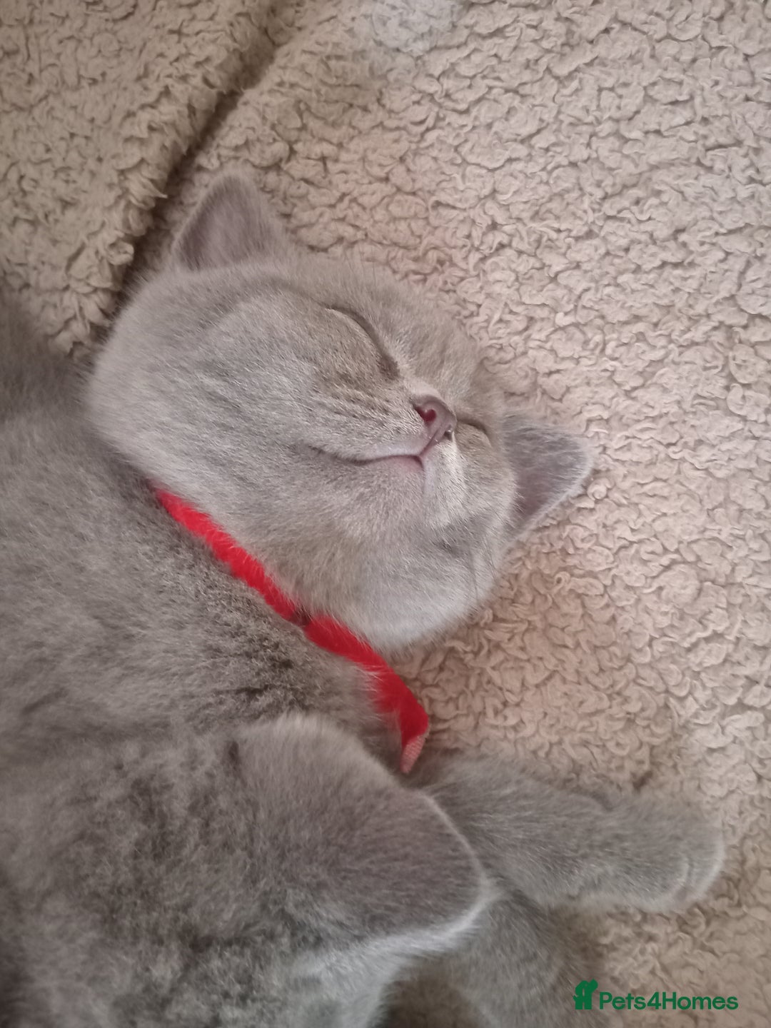 British Shorthair cats for sale: BRITISH SHORT HAIR KITTENS  in Gloucester - Image 12