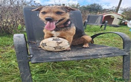 Patterjack dogs for stud: Jack Russell cross Patterdale for stud - Image 11