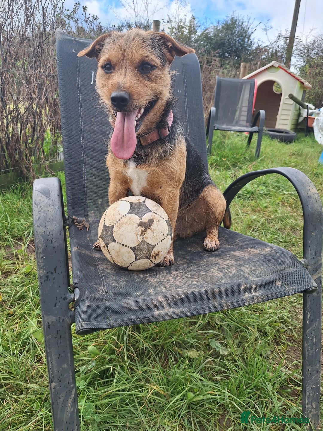 Patterjack dogs for stud: Jack Russell cross Patterdale for stud - Image 11