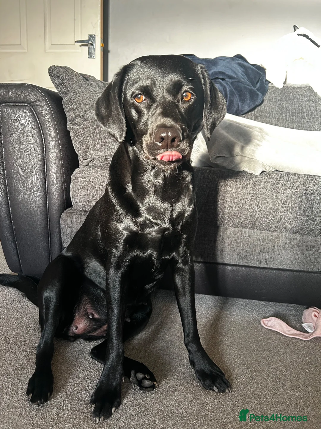 Labrador Retriever dogs for sale: Labrador puppies due on 27/10/26 in Newcastle upon Tyne - Advert 2