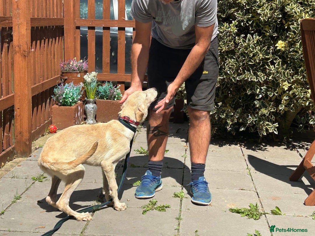 Mixed Breed dogs for adoption: Meatball - Norwich Norfolk  - Image 11