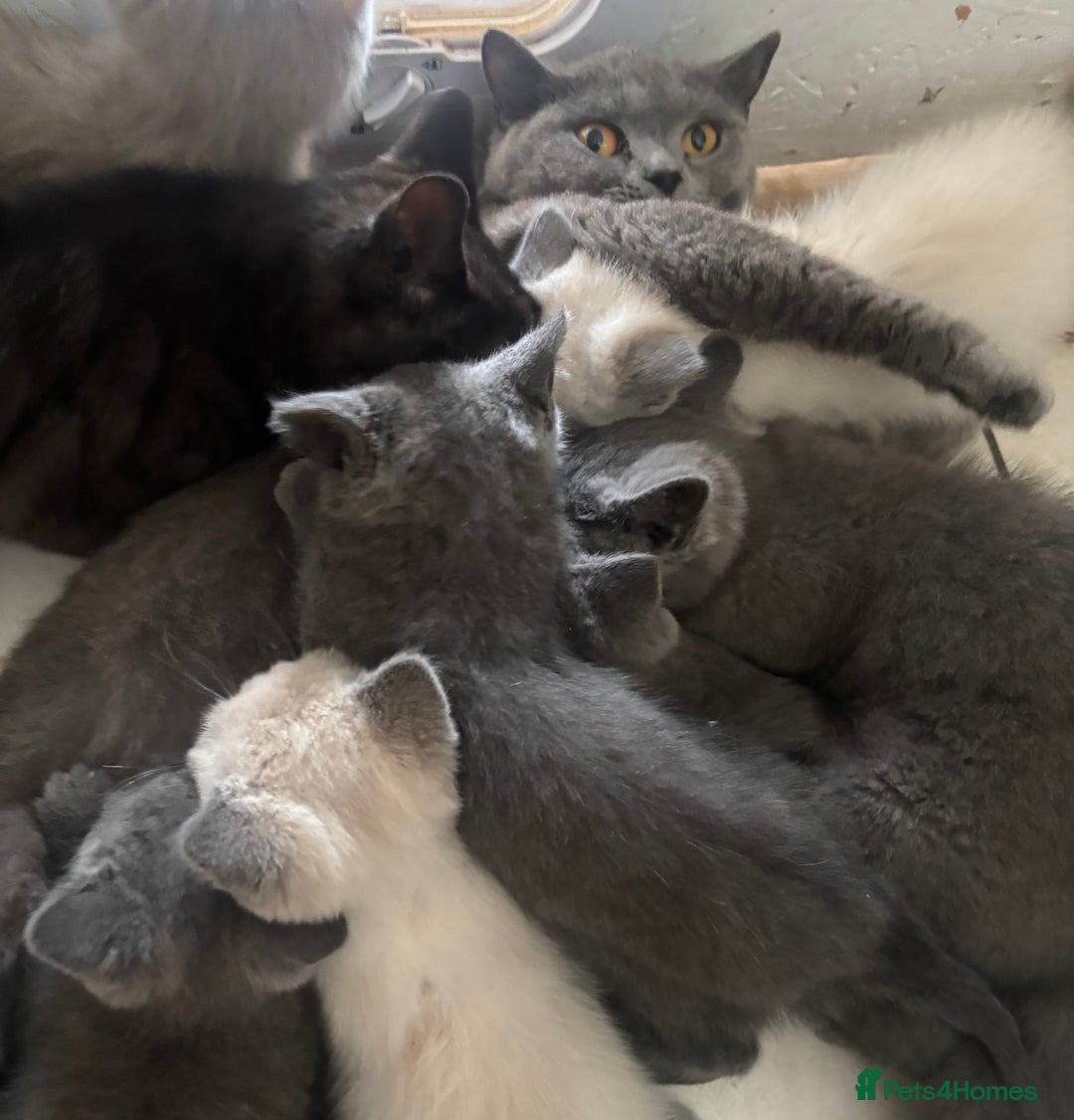 British Shorthair cats for sale: Beautiful British blues and colourpoints  - Image 2