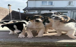 Mixed Breed dogs for sale: Jack Russell cross Shetland sheepdog.  - Image 2