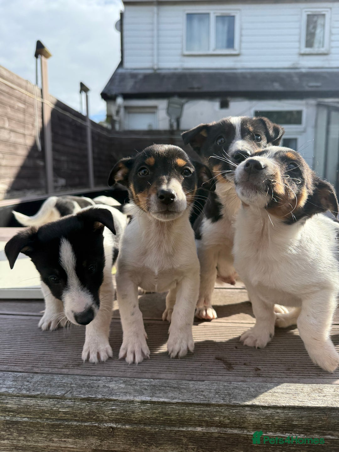 Mixed Breed dogs for sale: Jack Russell cross Shetland sheepdog.  - Image 2