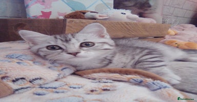 Scottish Fold cats - Advert 1